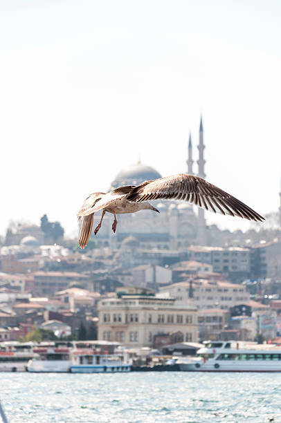 istock Golden Horn, Istanbul 487416028