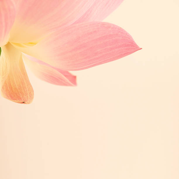 istock sweet pink lotus in soft and blur style 487416354