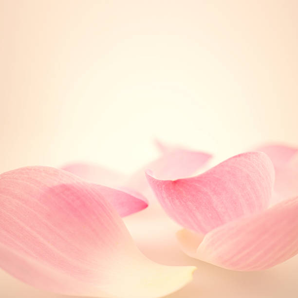 istock sweet pink lotus in soft and blur style 487416360