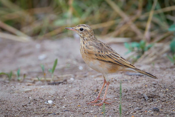 istock Portrait of Richard's Pipit 487416944