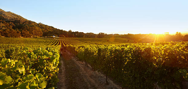 istock Field of grape vines under clear blue sky 487417048