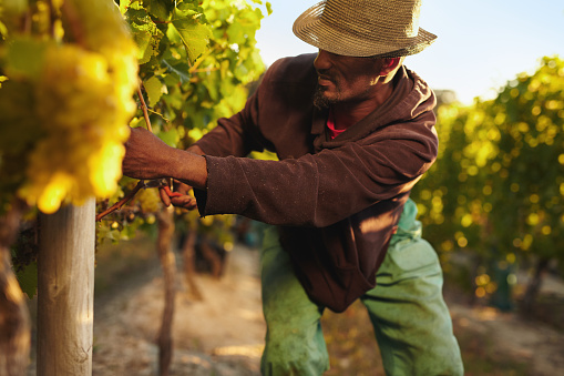 Farmer picking up the grapes during harvesting time. Young man harvesting grapes in vineyard. Worker cutting grapes by hands.