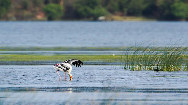 istock Painted Stork in Arugam bay lagoon, Sri Lanka 487417424