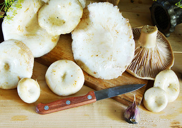 istock Rural still life with fresh milk mushrooms 487417488