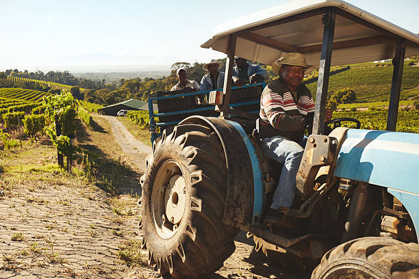 ブドウ畑の労働者による送迎のワイン工場 - tractor agricultural machinery agriculture commercial land vehicle ストックフォトと画像