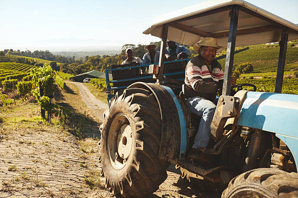 vinha trabalhador transportar uvas para vinho fábrica - tractor agricultural machinery agriculture commercial land vehicle imagens e fotografias de stock