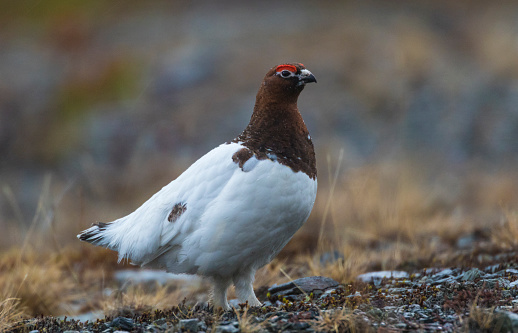 A close up photo on a Willow grouse sitting on a mossy rock and looking towards camera, Stora sjöfallets national park, Gällivare, Swedish Lapland, Sweden