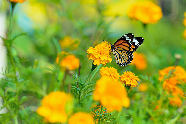istock beautiful butterfly sitting in the flower 487418609