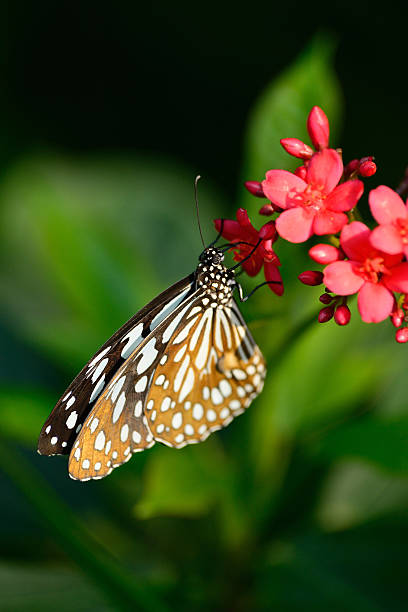 istock beautiful butterfly sitting in the flower 487418621
