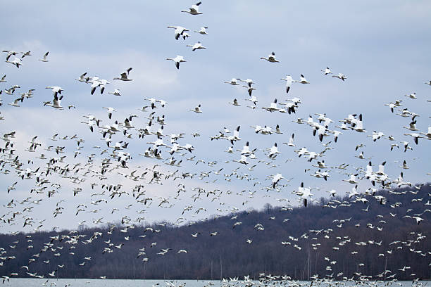 istock Thousands of Snow Geese 487418881