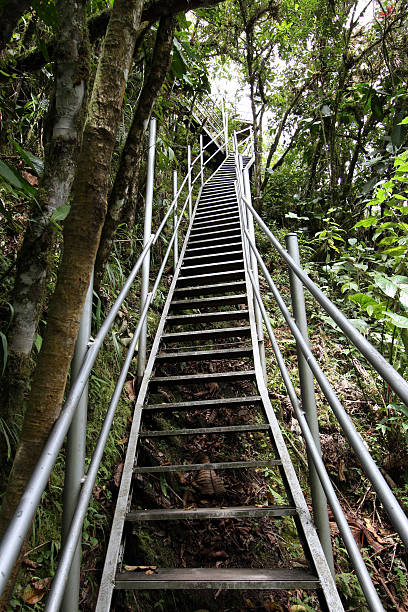 istock Steep stairs in the rainforest 487419307