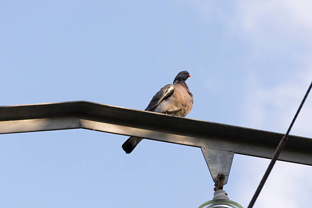 istock Common Wood Pigeon, Columba palumbus 487419630