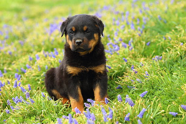 istock Rottweiler Puppy Sitting in Flowers 487419731