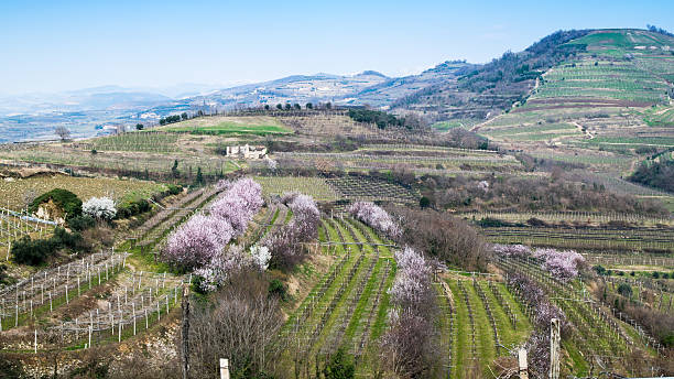 виноградники на возвышенности весной, италия - soave стоковые фото и изображения