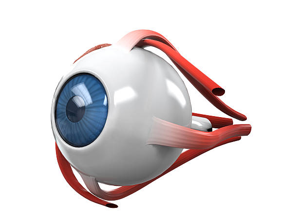 Human Eye Dissection Anatomy Human Eye Dissection Anatomy isolated on white background. 3D render 3d human muscle stock pictures, royalty-free photos & images