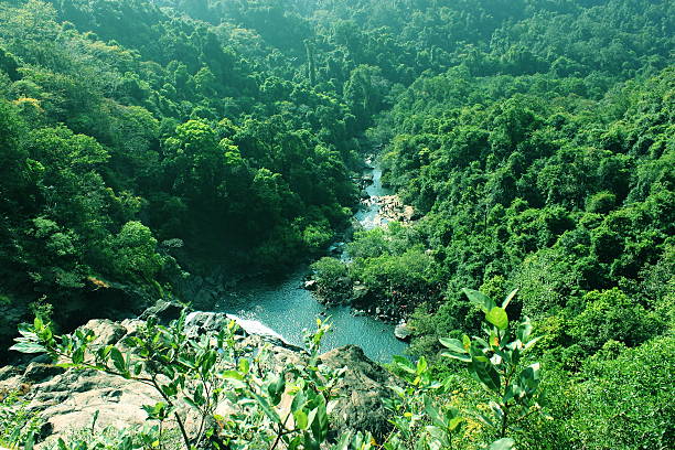 istock Aerial view of trees in forest 487421241