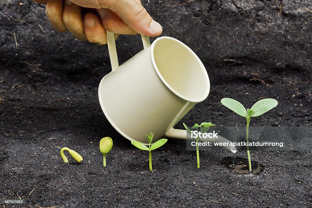 growing plants hand watering plants growing in sequence of seed germination on soil, evolution concept Agriculture Stock Photo