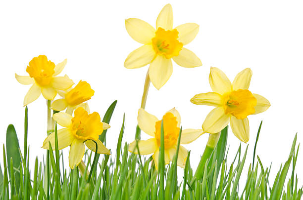 istock yellow daffodil isolated on a white background 487421355