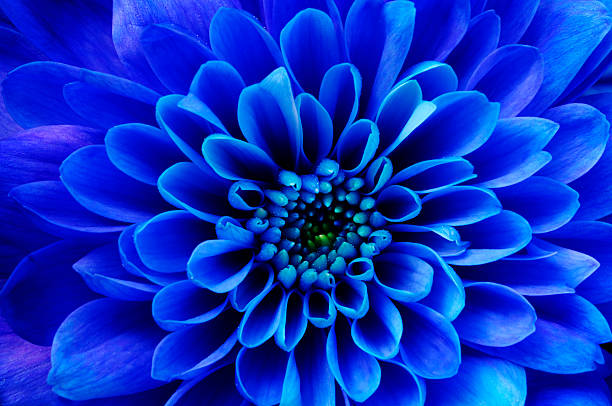 istock Macro of blue flower aster 487421695