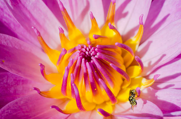 istock Close up of pink water lily, Macro shot 487422355