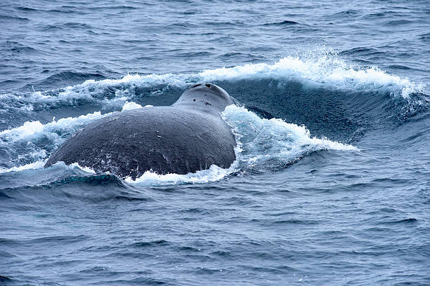 Back of a large bowhead whale in the Greenland Sea. stock photo