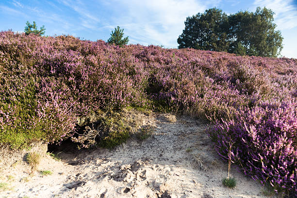 istock purple heather in the field 487422656