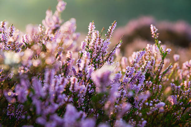 istock purple heather in the field 487422670