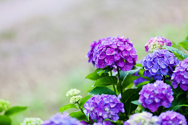 roxo hidrângea - hydrangea white flower flower bed imagens e fotografias de stock