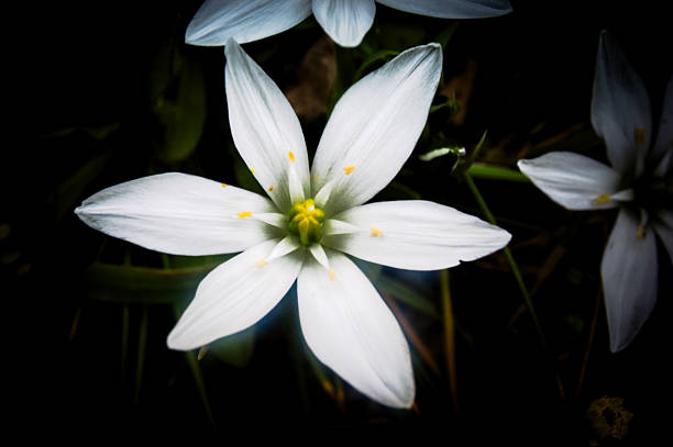 istock Ornithogalum Umbellatum, Star of Bethlehem 487422867