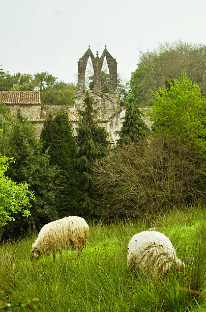 istock Sheep of a field 487422885