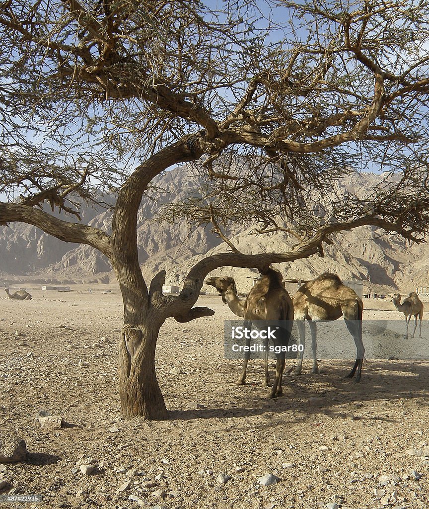 Dromedary in the desert camels in the desert hot and isolated Beach Stock Photo