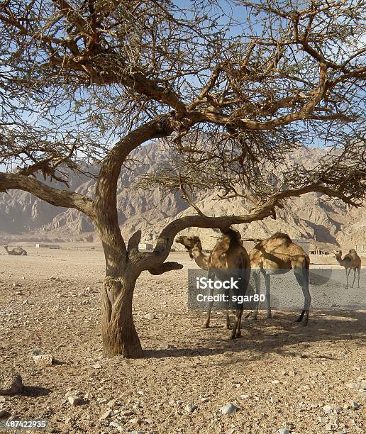 Dromedary In The Desert Stock Photo - Download Image Now - Beach, Dubai, Adventure