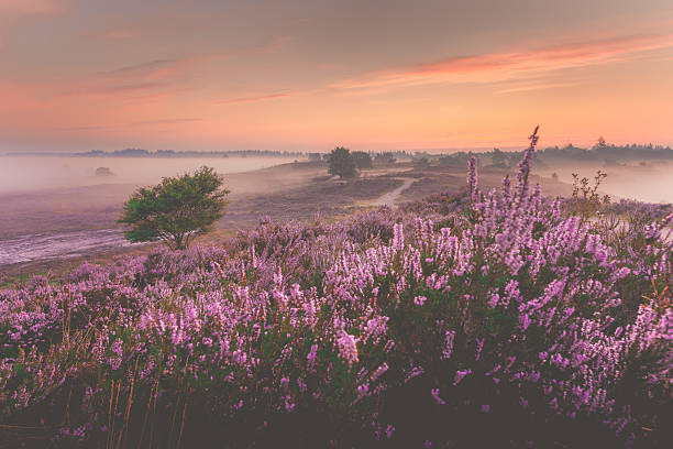 Nascer do sol sobre o Dutch heath paisagem com flores heather - foto de acervo