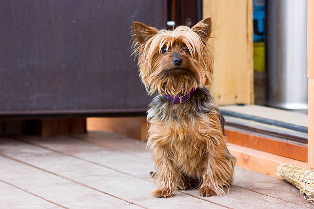 istock Cute yorkshire terrier walking near the house 487423006