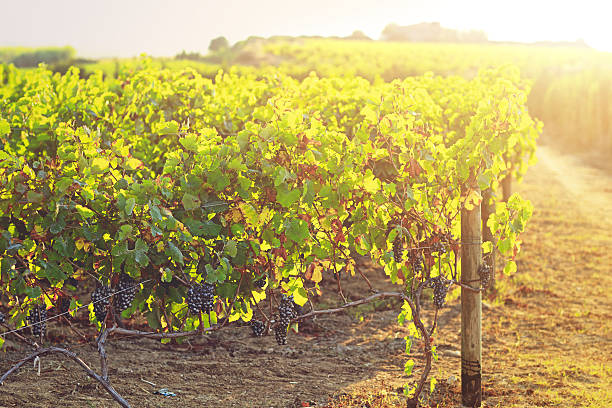istock Vineyard at autumn harvest 487423498