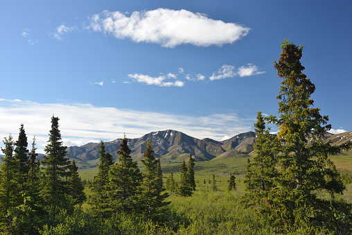 Scenery of Denali National Park in Summer, Alaska, USA