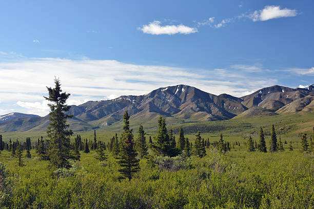 istock Denali National Park in Summer 487423514