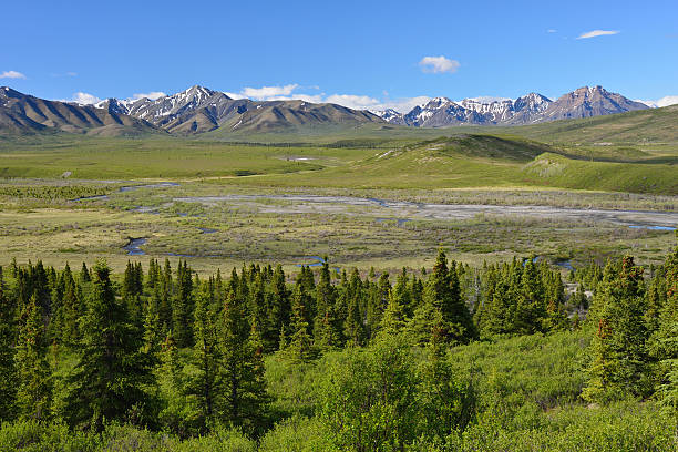 istock Denali National Park in Summer 487423540