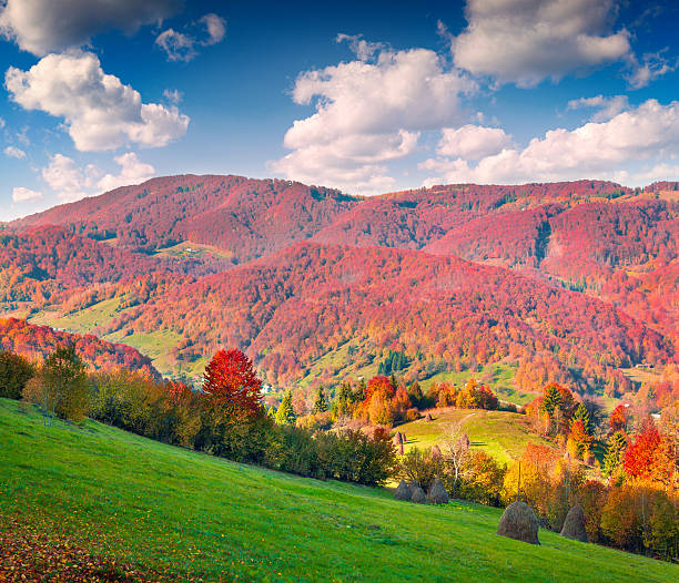 istock Colorful autumn morning in the Carpathian mountains 487423682