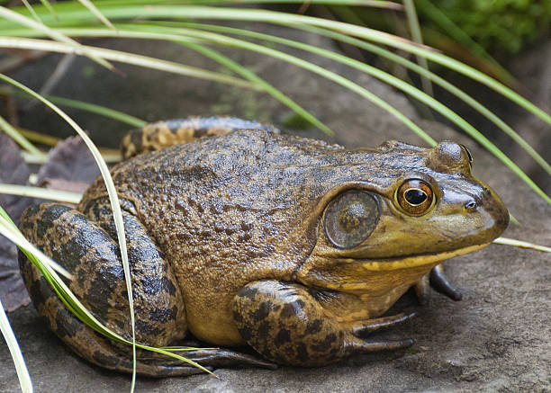 rana gigante - rana toro americana fotografías e imágenes de stock