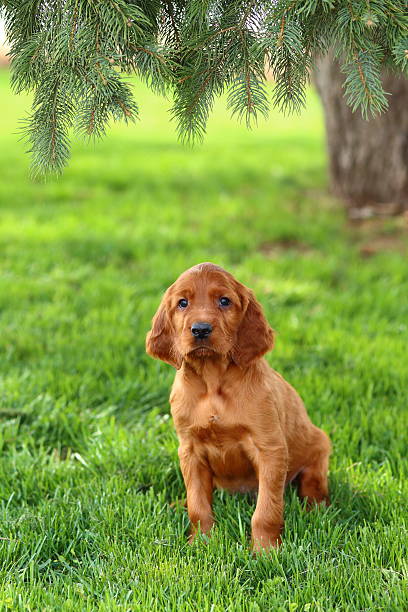 Irish Setter Puppy Sitting Under Tree in Green Grass A beautiful Irish Setter puppy sits under a tree in some lush green grass. irish setter puppy stock pictures, royalty-free photos & images