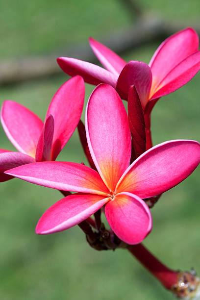 istock Plumeria flowers 487424905