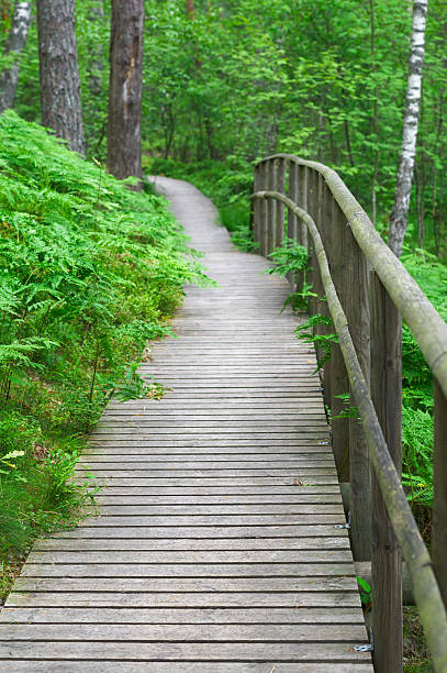 istock Wooden boardwalk with safety railing in summer forest 487425026