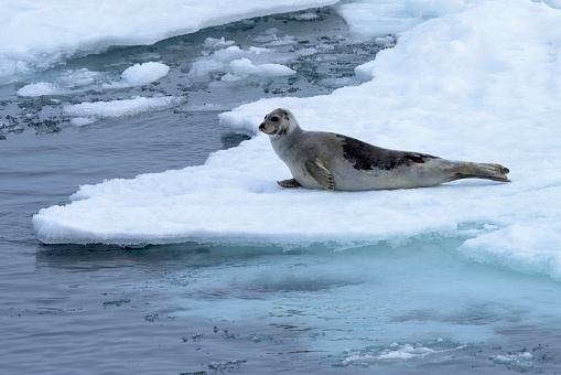 Greenland - 6/29/15: Adult harp seal on an ice floe in the Arctic Ocean. 