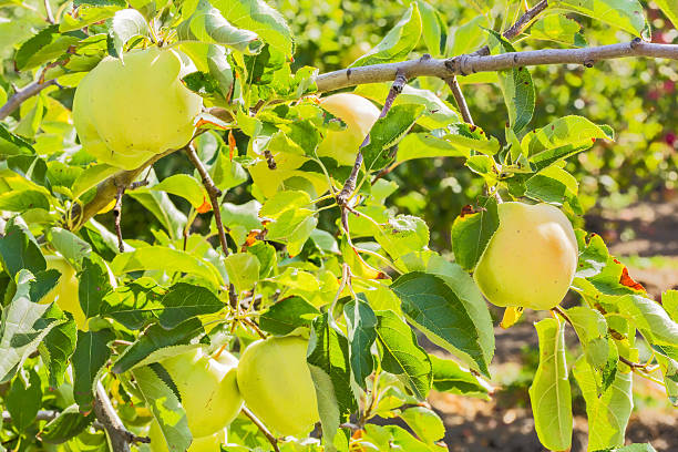 istock Apples on a branch in a sunny garden 487426526