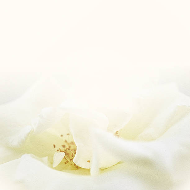 istock white rose on mulberry paper texture for background 487426728