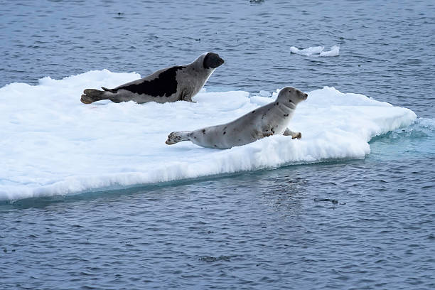 Pair of harp seals in the Arctic ocean. stock photo