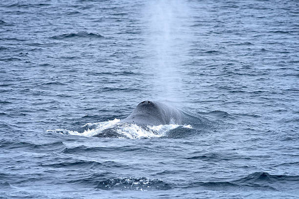 Bowhead whale spouting in the Arctic Ocean. stock photo