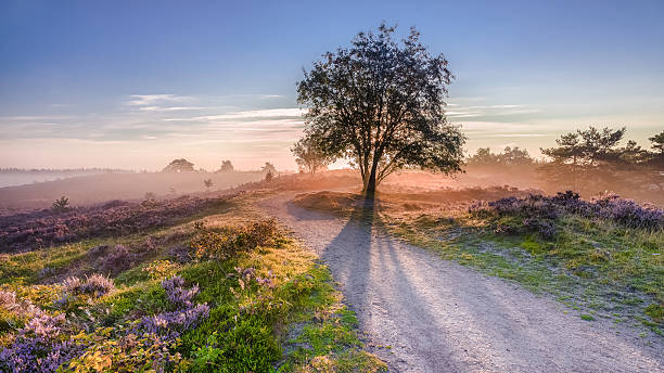 les rayons du soleil venant de derrière l'arbre - landes écossaises photos et images de collection