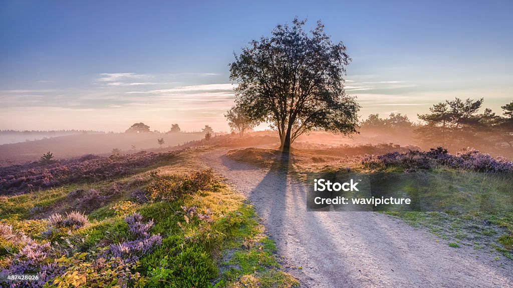 sun rays coming from behind tree Sun rays coming from behind tree in a Dutch moorland Netherlands Stock Photo